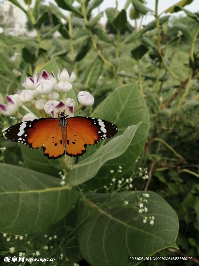 蝴蝶停驻绿叶白花间