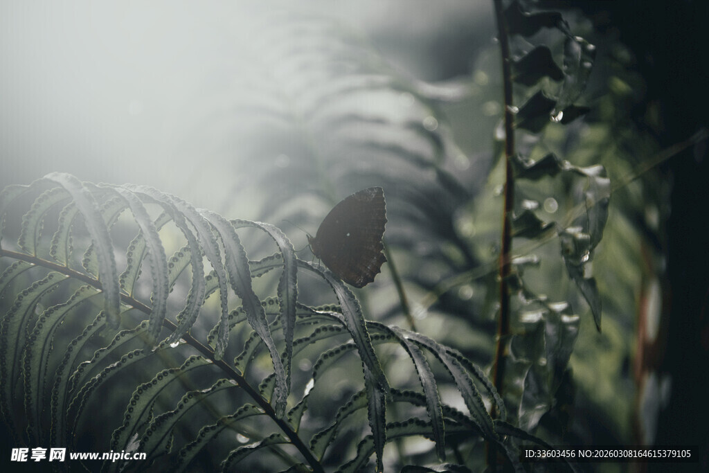 迷雾中的蕨类植物