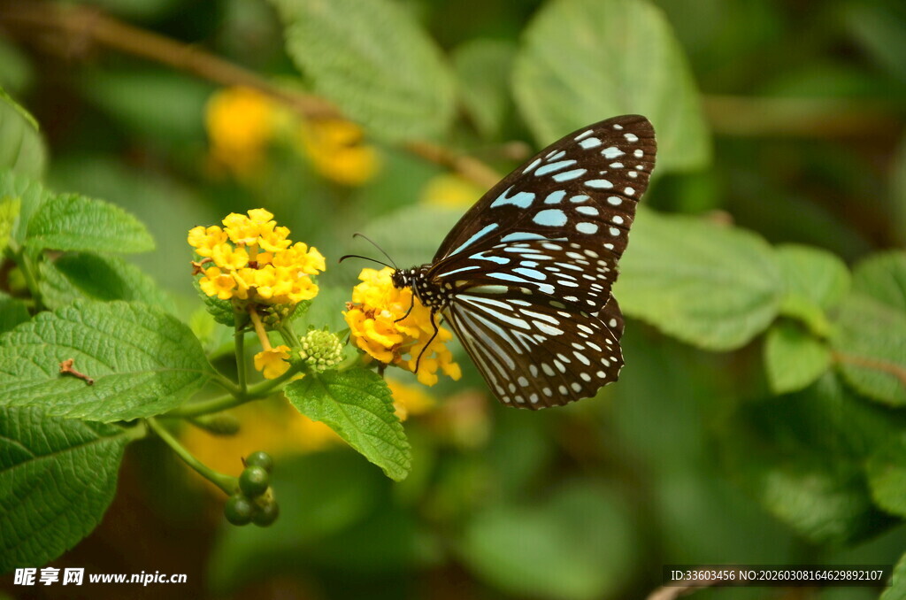 蓝斑蝴蝶停驻黄色小花上