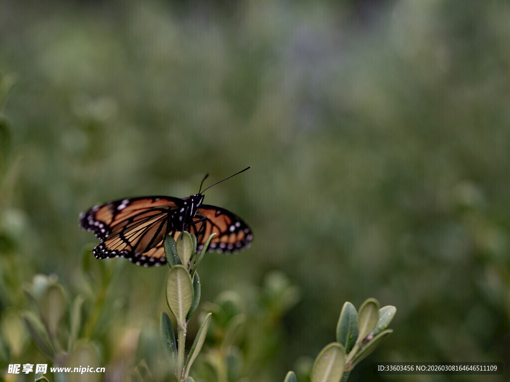 花丛中停歇的斑斓蝴蝶
