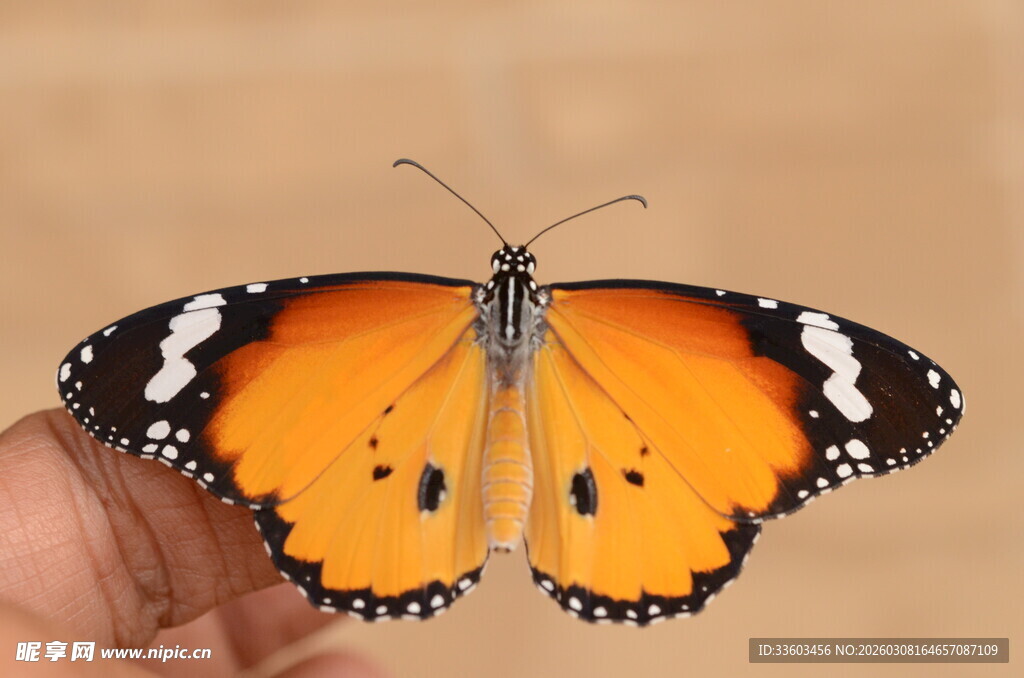 手托橙黑相间美丽蝴蝶