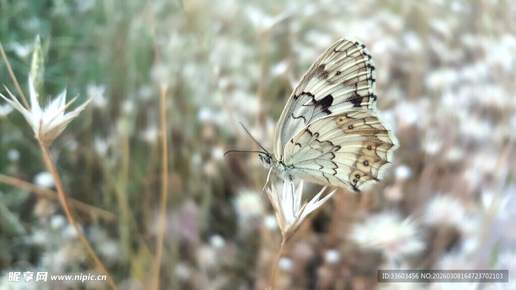 栖息于花草间的美丽蝴蝶