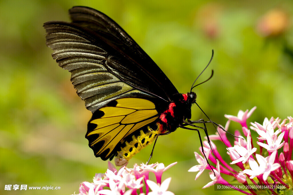 黑黄蝴蝶停驻娇艳花朵