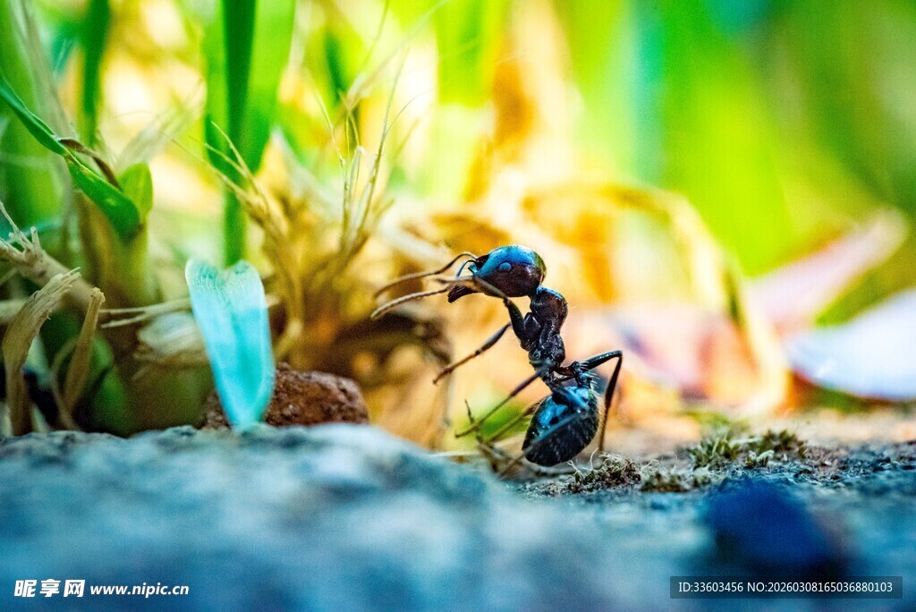 蚂蚁专注觅食瞬间