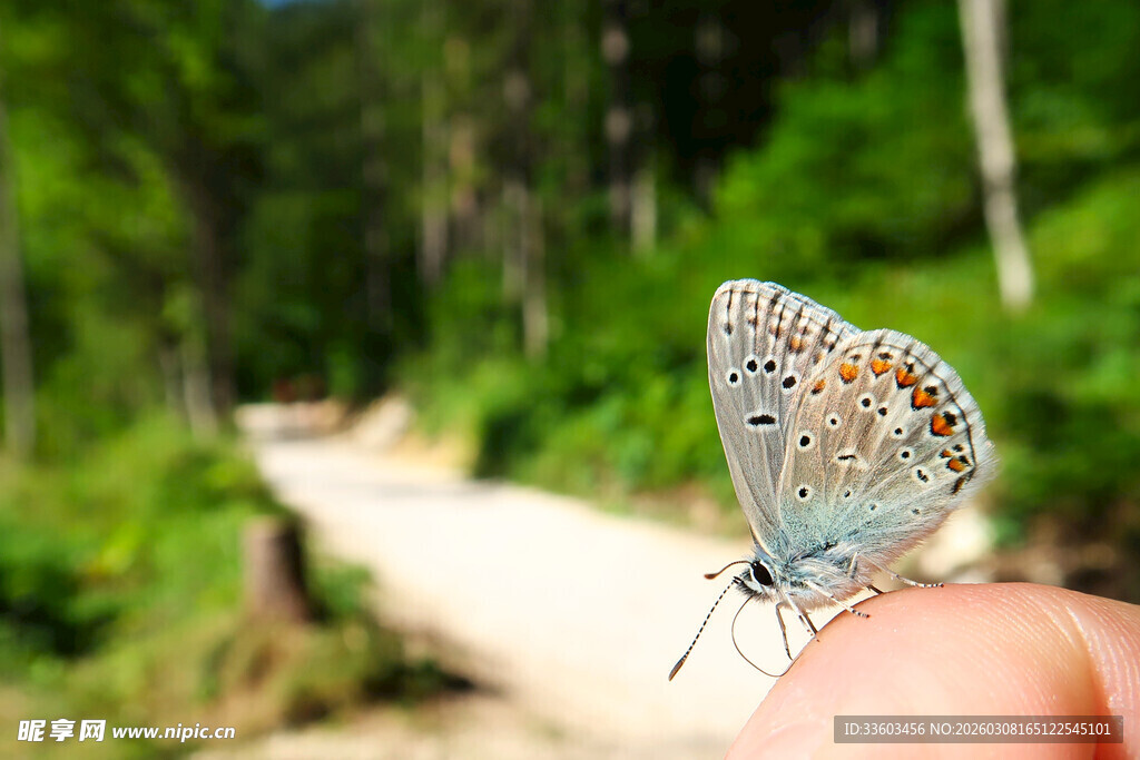 指尖上的美丽小蝴蝶