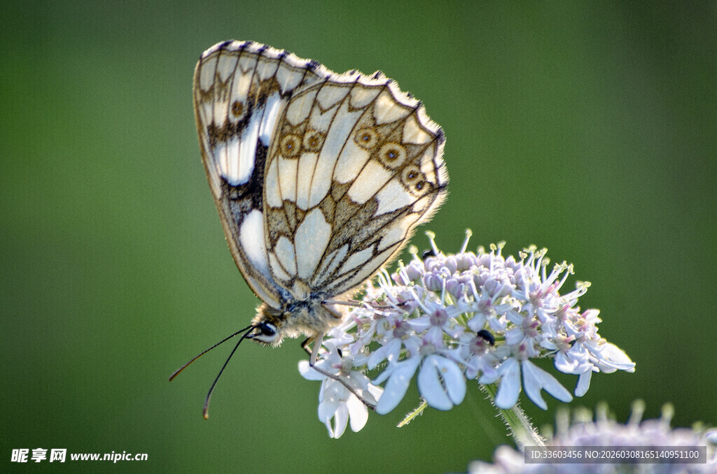 蝴蝶停驻于淡紫色花朵上