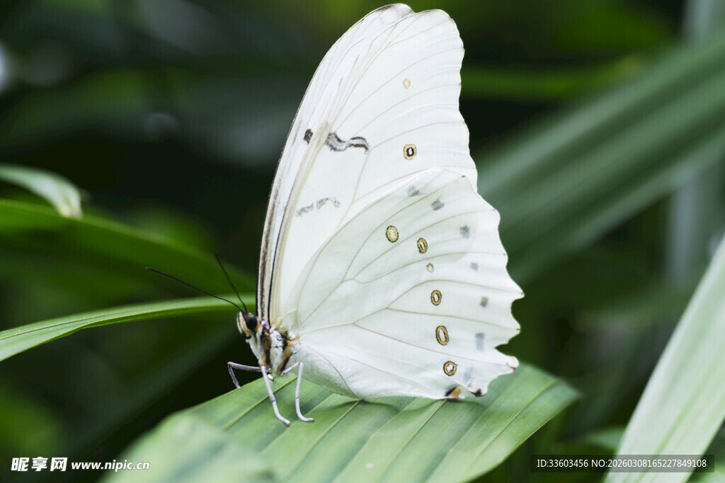 白色蝴蝶停歇绿叶间