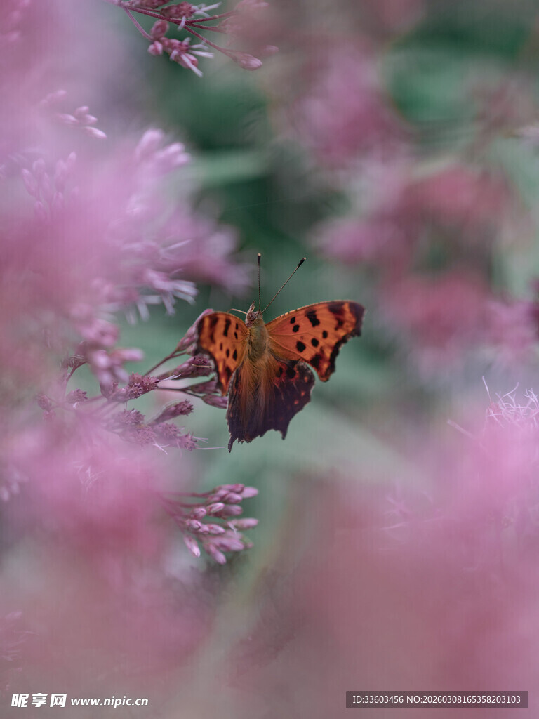花丛中栖息的美丽蝴蝶