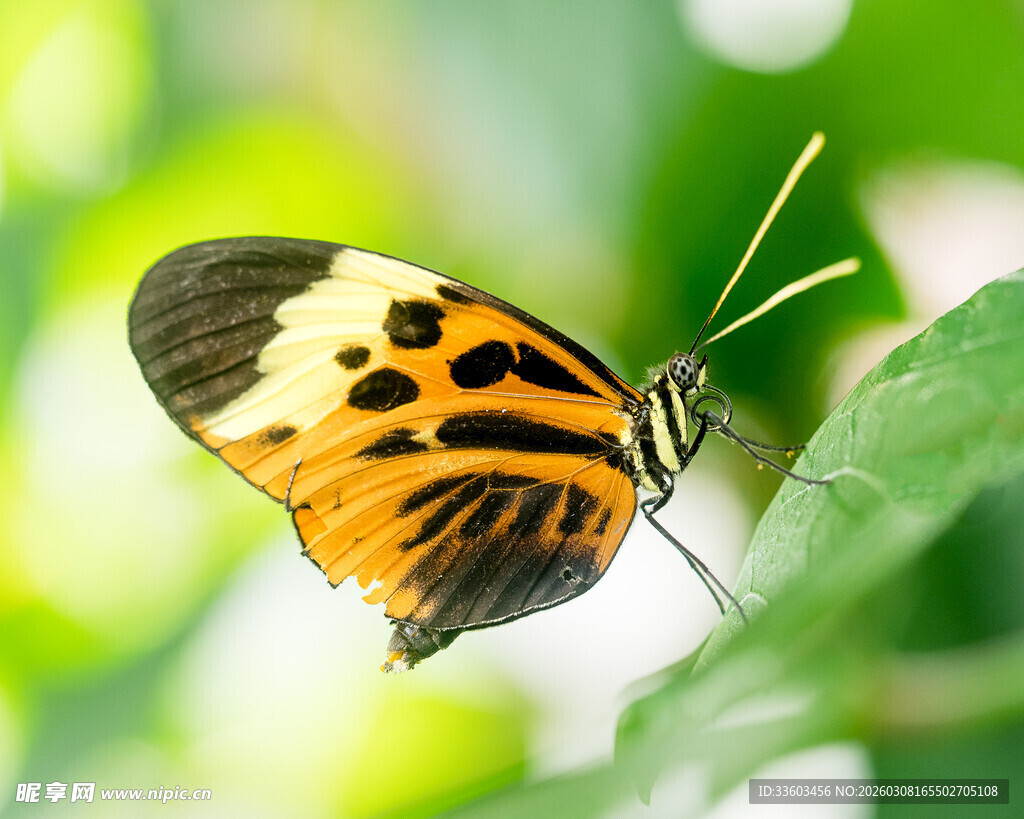 斑斓蝴蝶停驻绿叶间