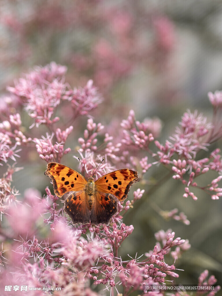 蝴蝶停驻粉色花丛间