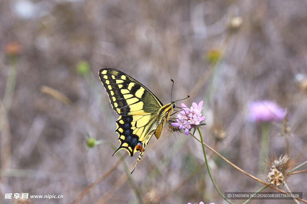 黄黑蝴蝶停于粉色小花