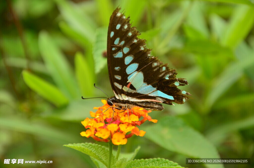 蓝黑蝴蝶停于橙花上