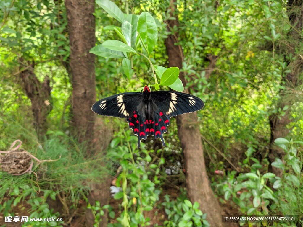 林中展翅的美丽蝴蝶