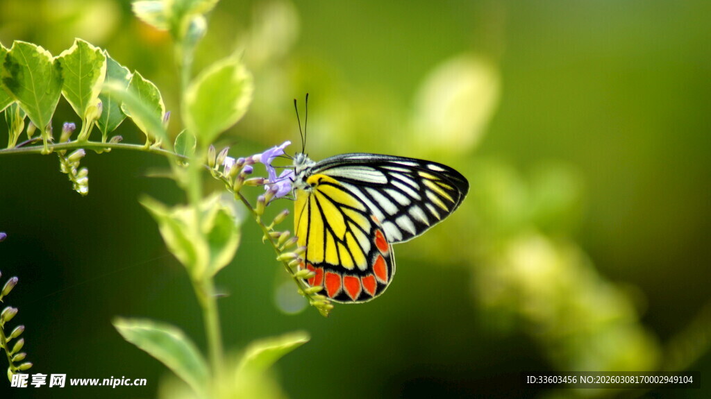 彩蝶停驻绿叶间