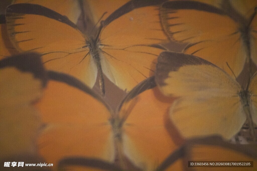 橙黑相间蝴蝶翅膀纹理