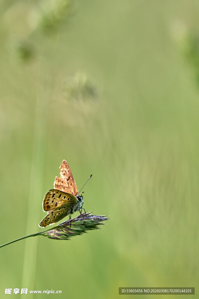 停留在草茎上的美丽蝴蝶