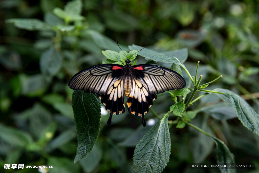 绿叶上的美丽蝴蝶