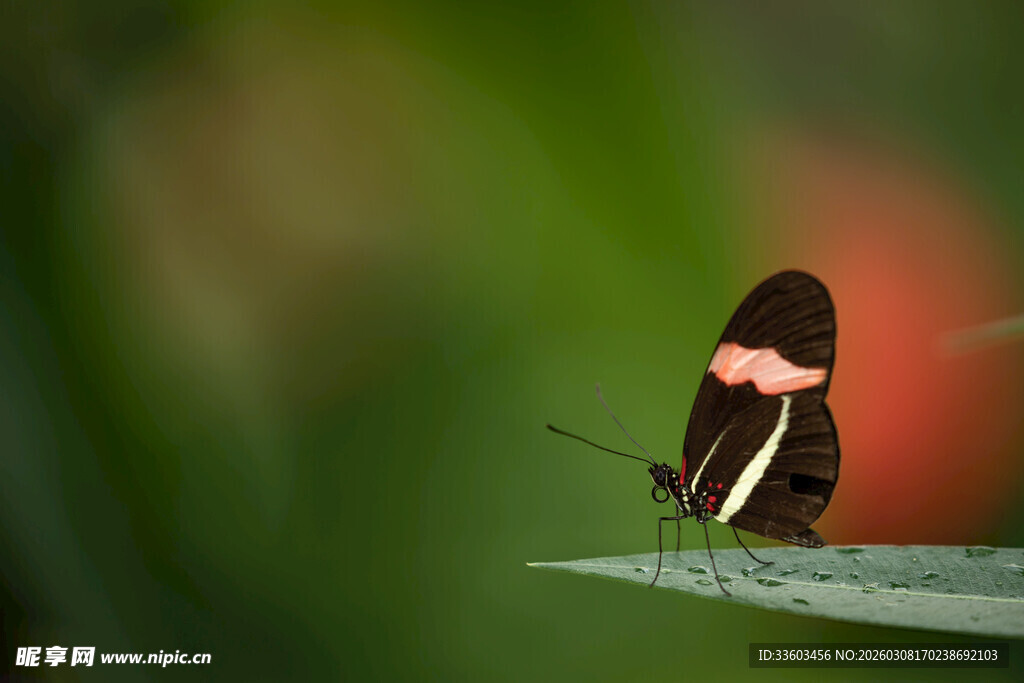 黑红蝴蝶停于绿叶之上