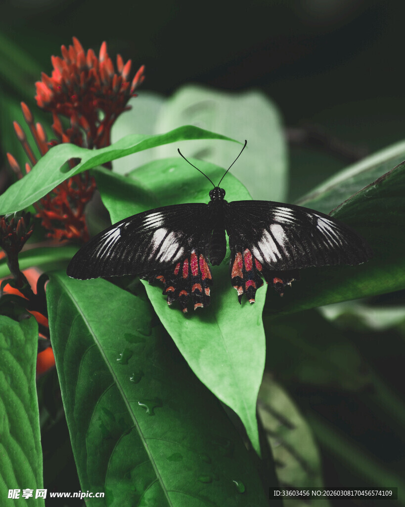 黑红蝴蝶停驻绿叶红花间