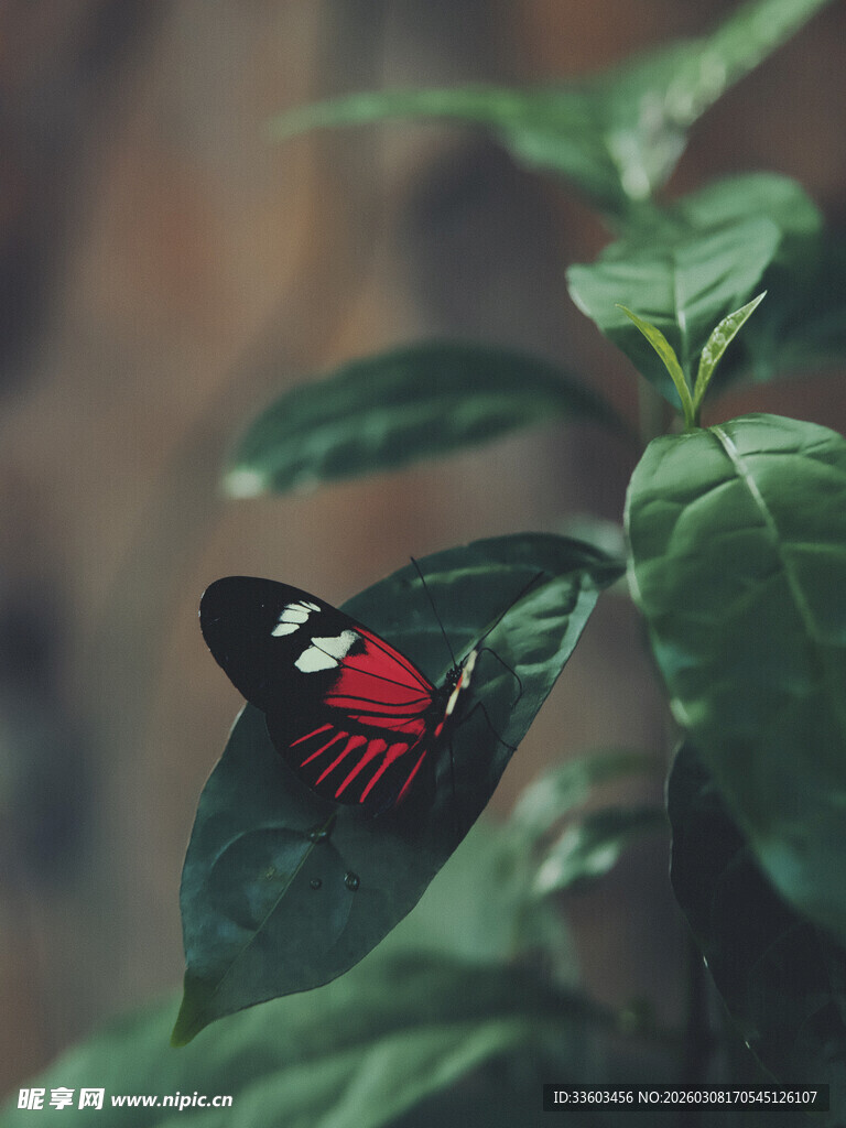 绿叶上的红黑相间蝴蝶