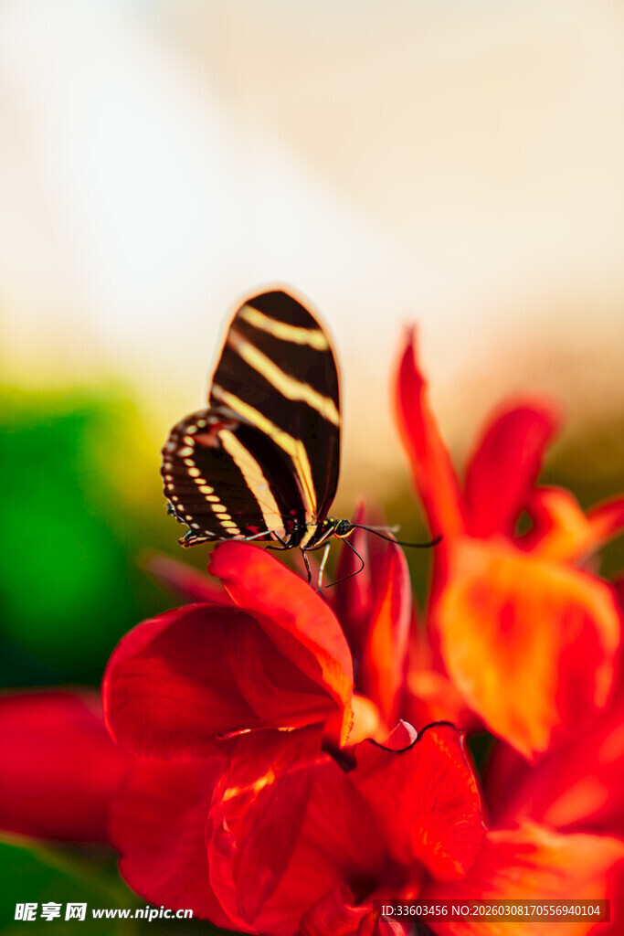 蝴蝶停驻鲜艳花朵上