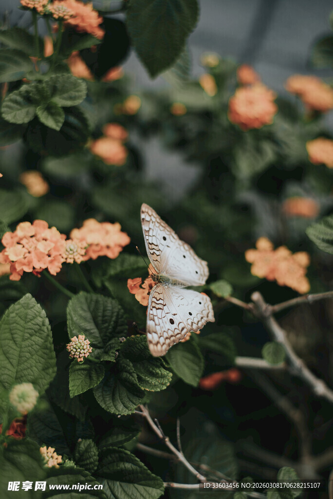 蝴蝶停驻繁花绿叶间