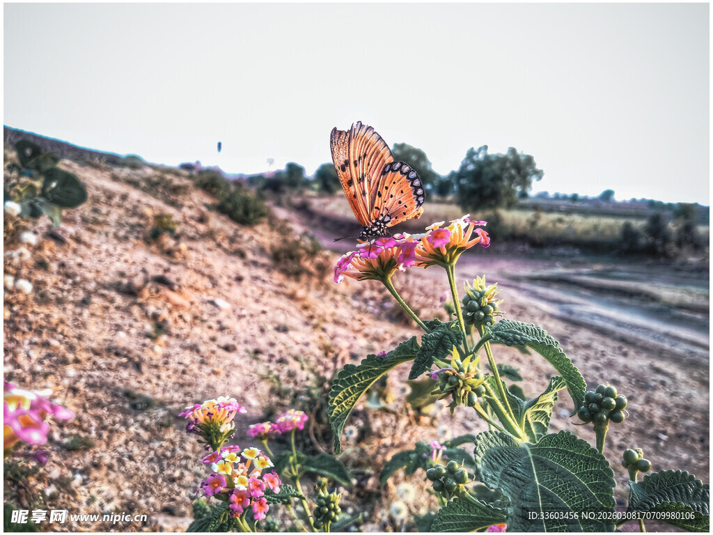 路边绽放的多彩野花