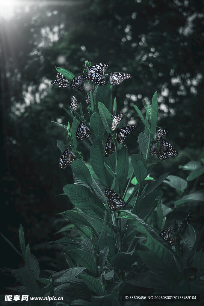 阳光照耀下的繁茂绿植