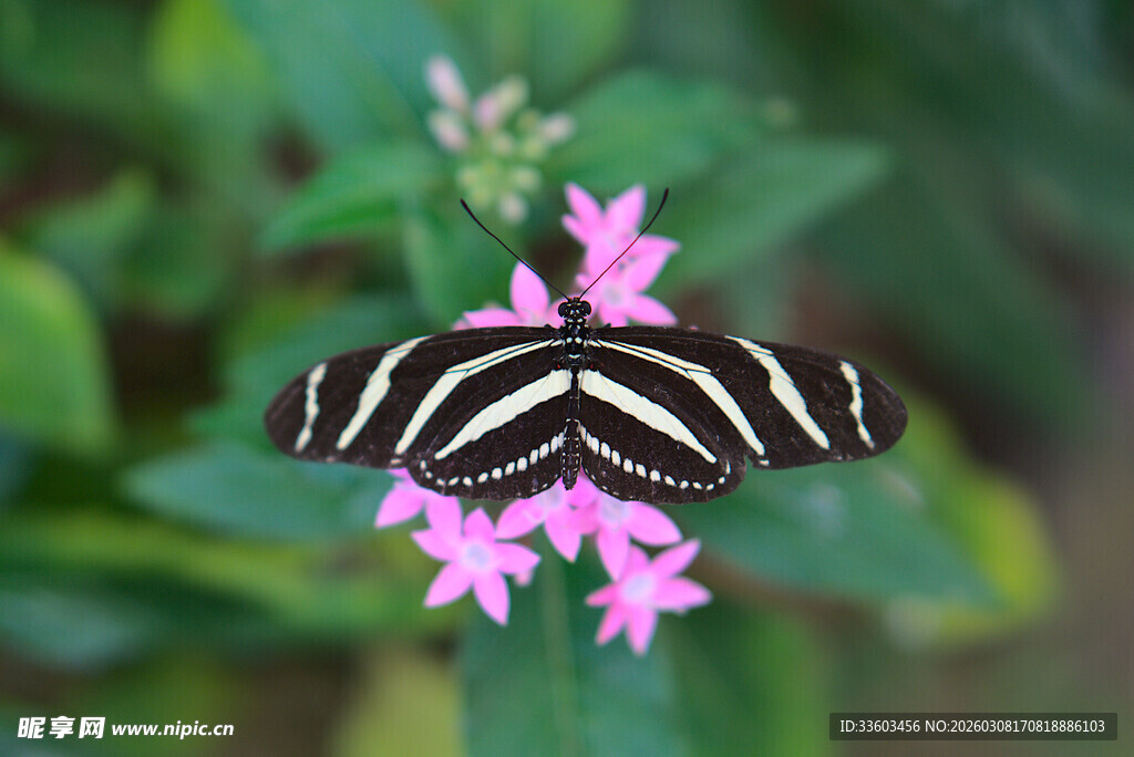 斑马纹蝴蝶停驻粉花上