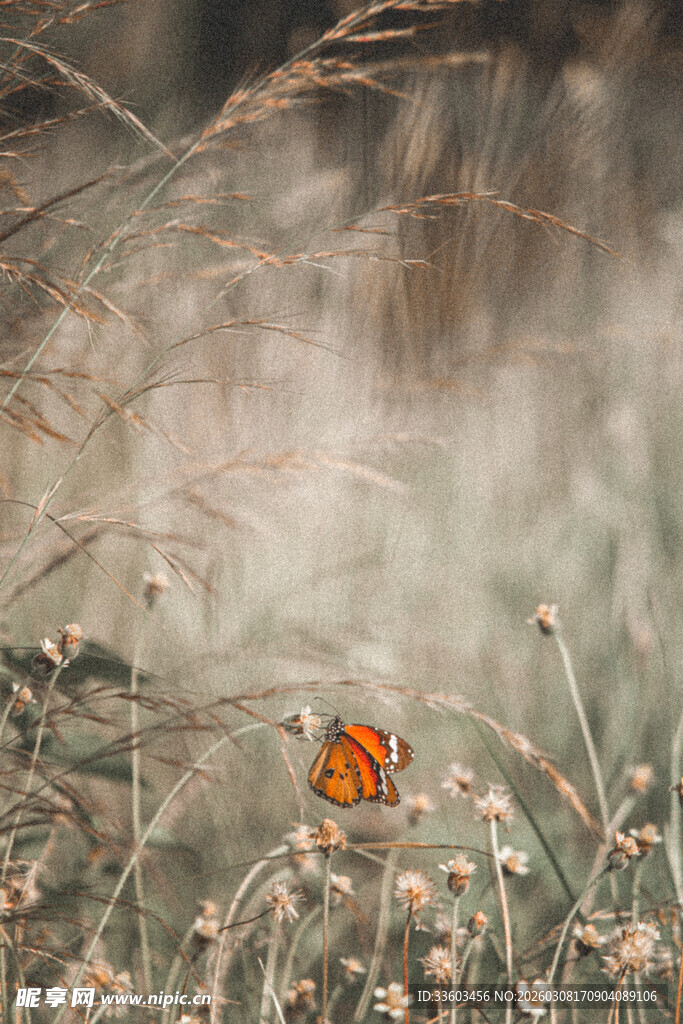 草丛中的橙色蝴蝶