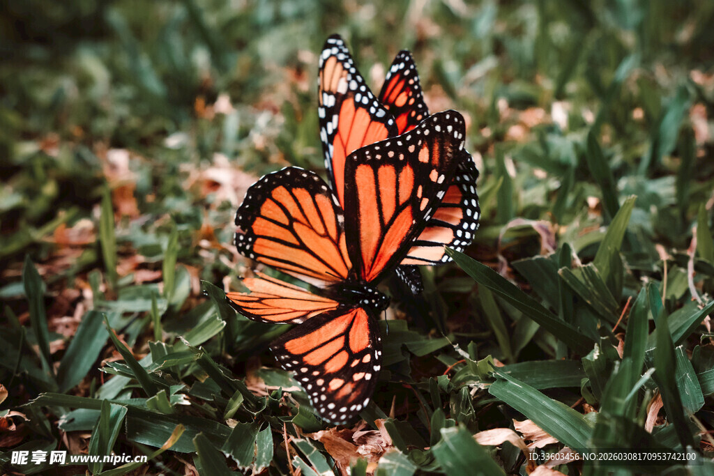 草地上的双只斑斓蝴蝶