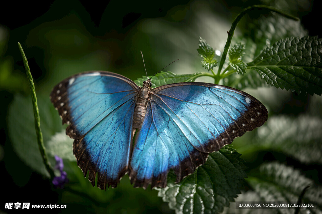 蓝色蝴蝶停驻绿叶间