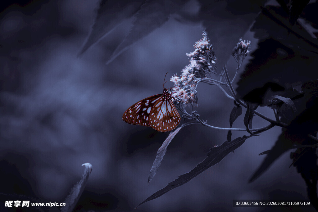 暗夜中栖息的蝴蝶