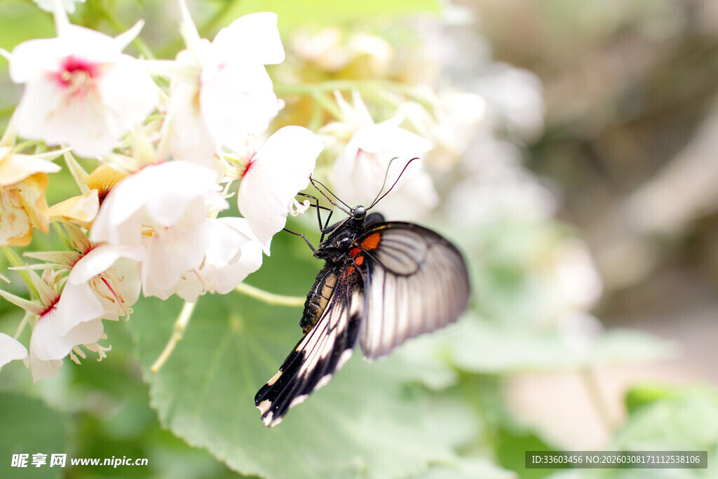 蝴蝶停驻于繁花之上