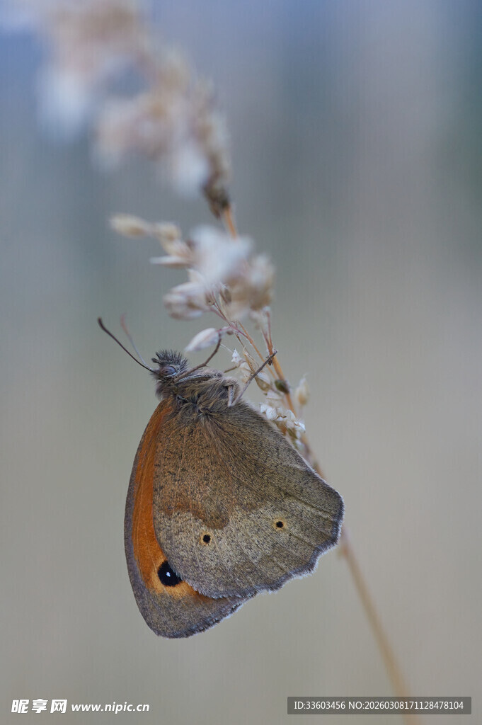 栖息于草茎上的棕色蝴蝶