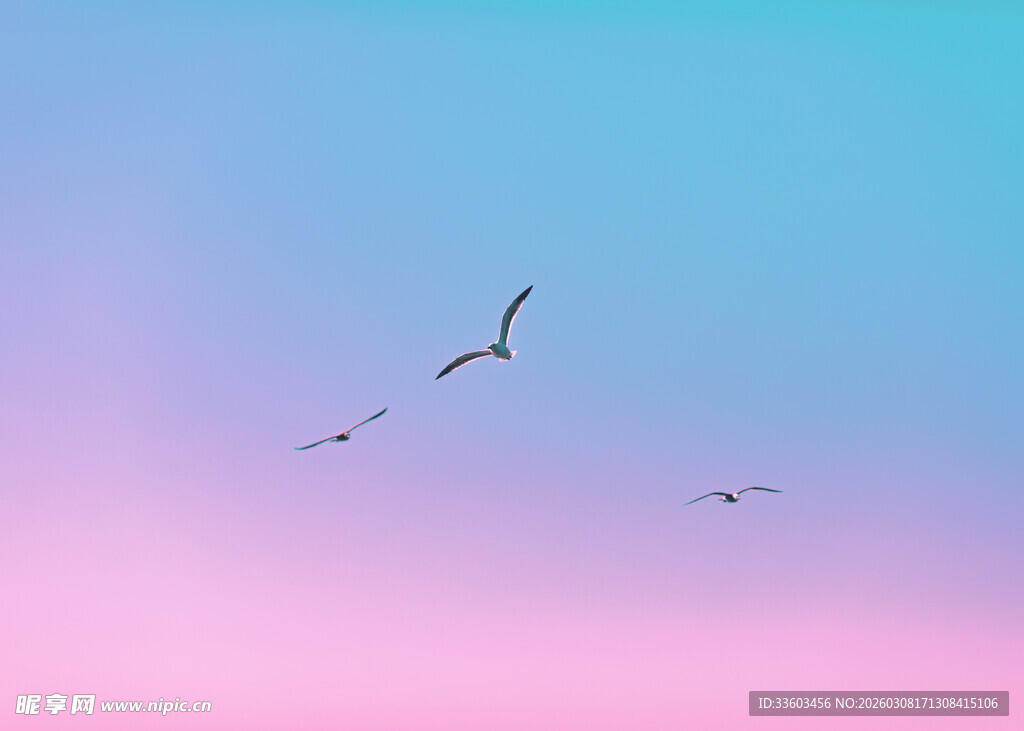 天空中飞翔的几只鸟儿