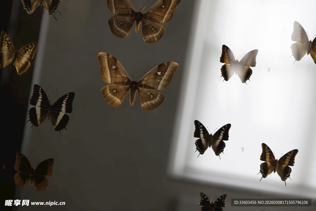 墙上的多彩蝴蝶标本