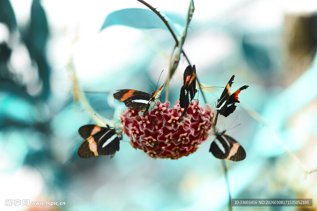 蜜蜂围绕红果休憩