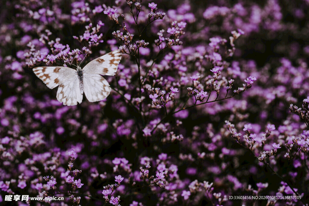 紫花丛中蝶舞