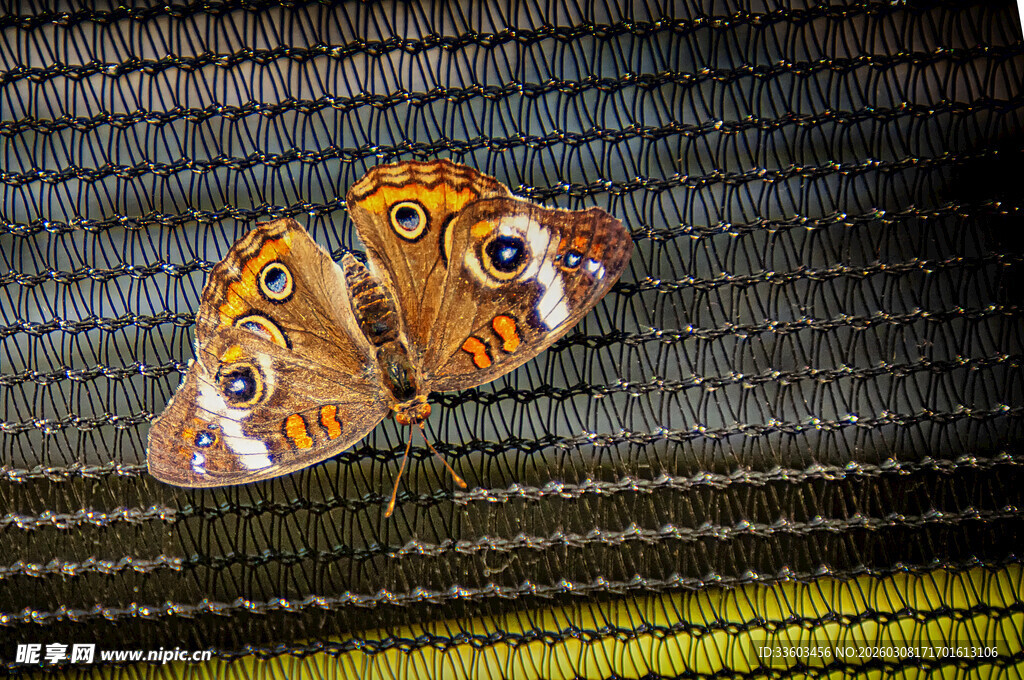 枯叶蝶停在纹理表面