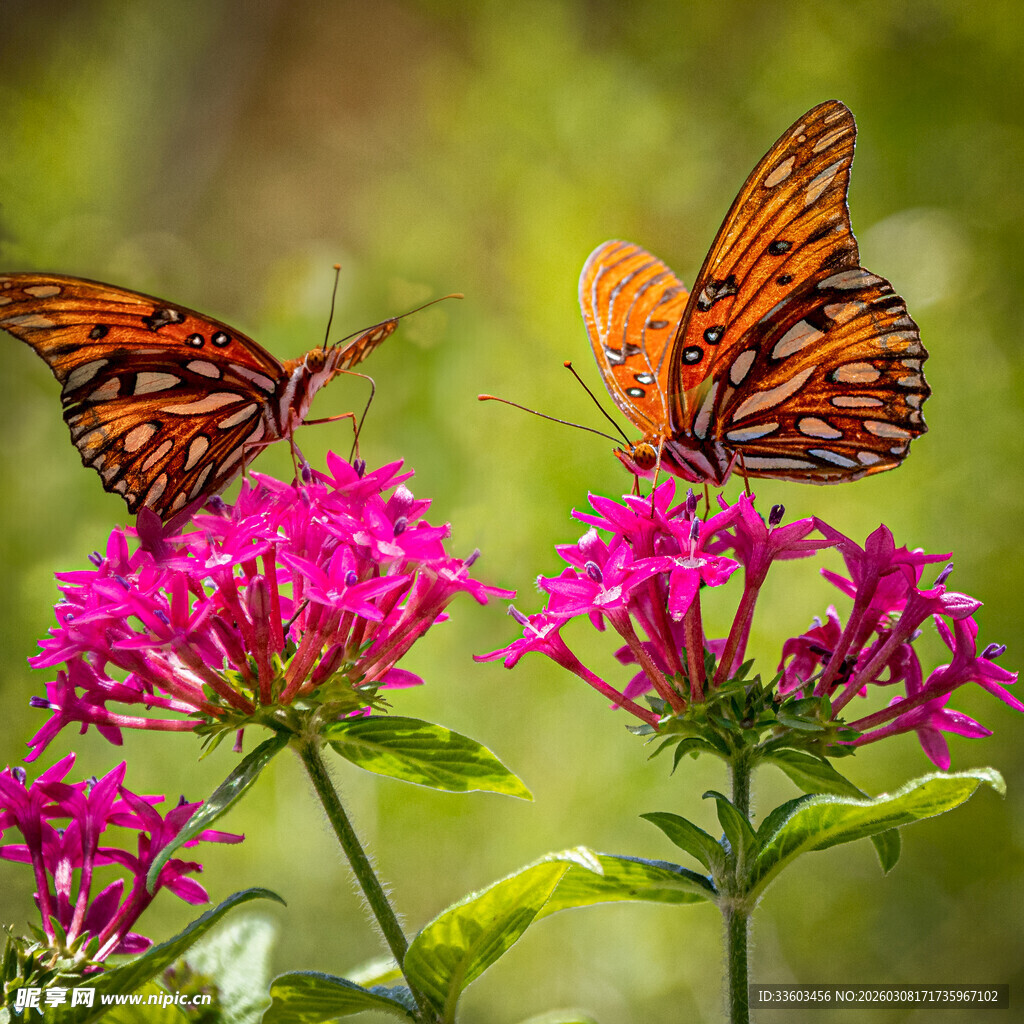 双蝶栖于艳粉花朵上