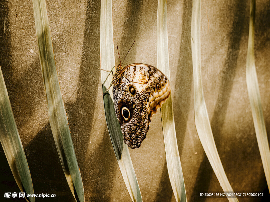 枯叶上的伪装蝴蝶