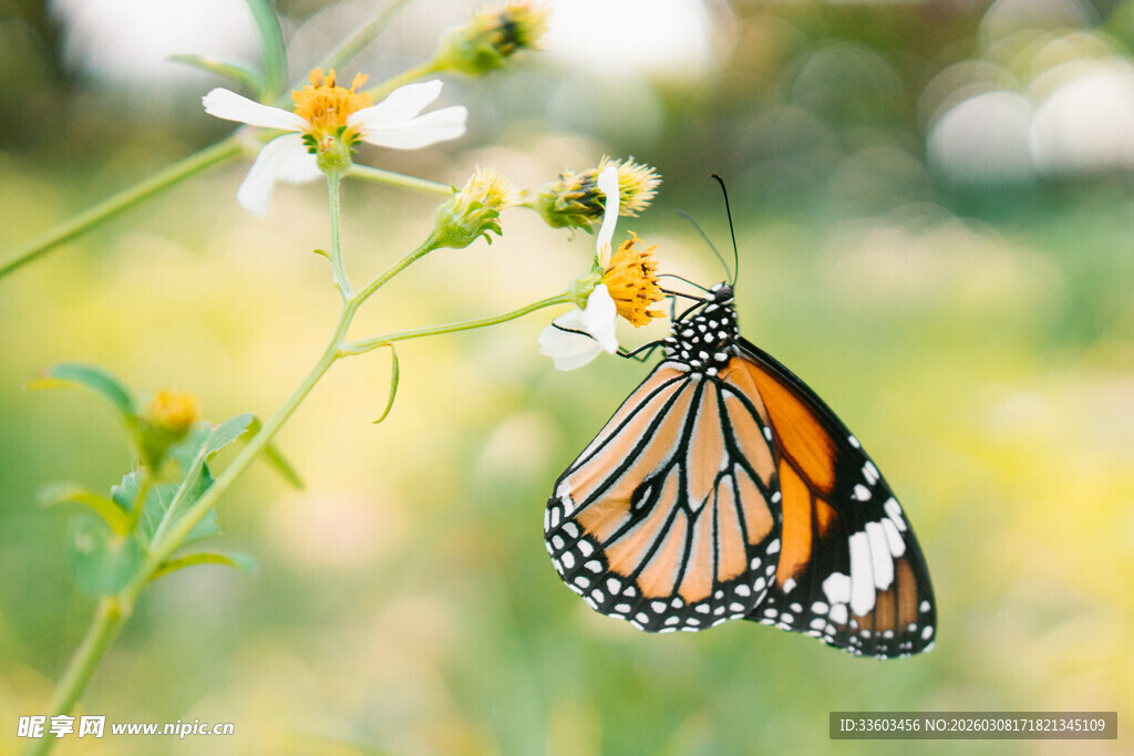 蝴蝶停驻野花