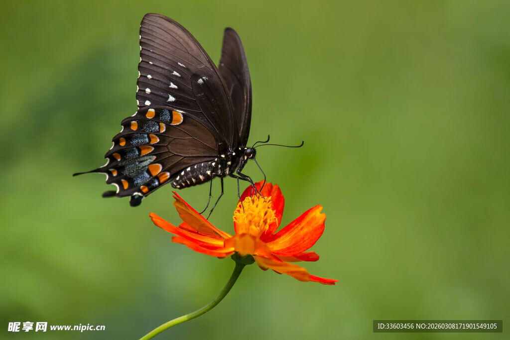 蝴蝶停驻于艳红花朵上