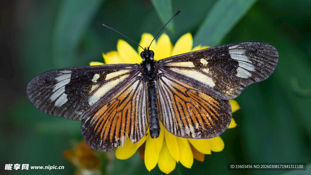 蝴蝶停驻黄色花朵上