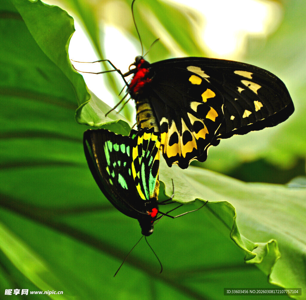 双蝶栖于绿叶间