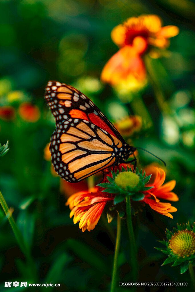 彩蝶停驻于明艳花朵间