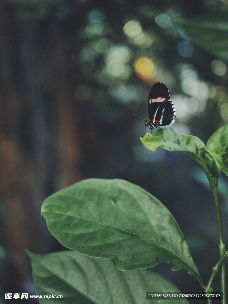 绿叶间的蝴蝶