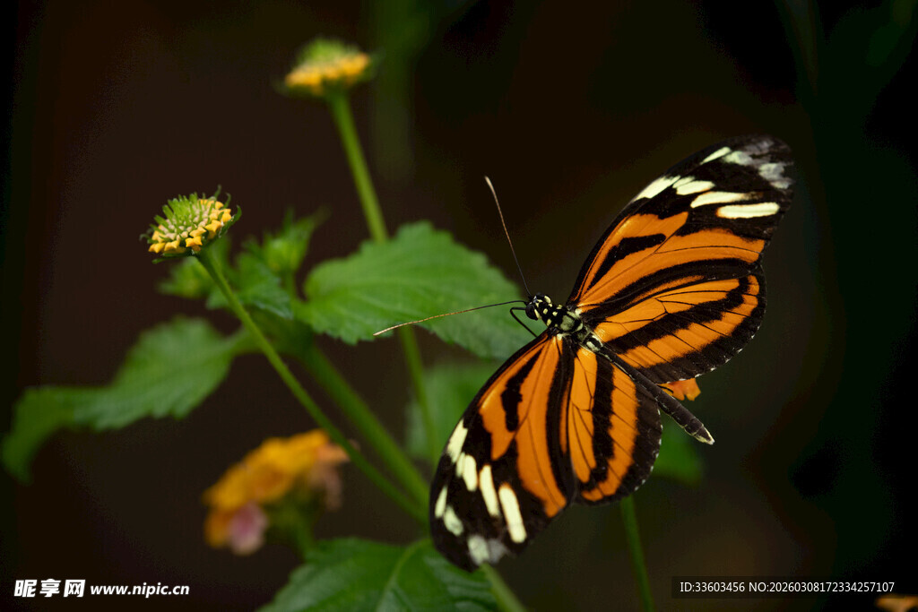 橙黑条纹蝴蝶停驻绿植间