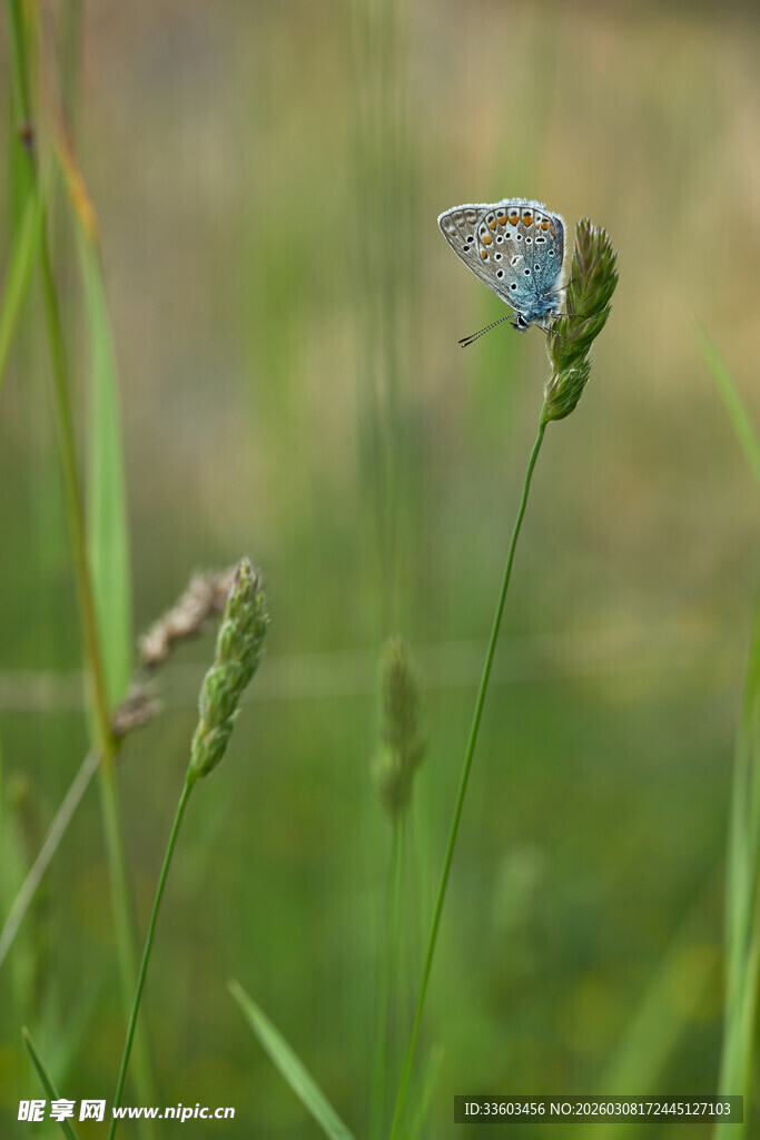 蓝蝴蝶停驻于绿草丛中